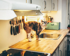 Як відучити кота лазити по столах: корисні поради для котолюбів
