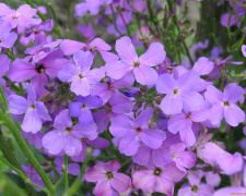 Матіола, що пахне лише ввечері: які таємниці приховує нічна фіалка - фото з відкритих джерел