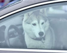 фото з відкритих джерел