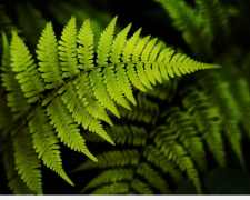 Весняне відродження: як оживити папороті після зими - фото з відкритих джерел