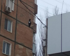 В центре Кривого Рога 2 месяца висит голубь на проводах и никому нет дела, - криворожане (ФОТО)