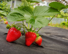 Як захистити грядки полуниці від слимаків без хімії - фото з відкритих джерел