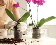 Зимовий полив орхідей та догляд за корінням - фото з відкритих джерел