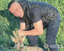 Порятунок косулі, фото Національної поліції України
