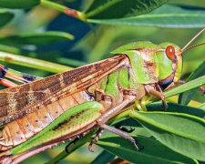 Фото з відкритих джерел 