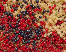 Посадка смородини: секрети гарного врожаю - фото з відкритих джерел