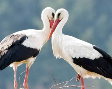 Лелеки, фото з відкритих джерел 