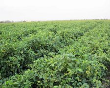 Грядка без шкідників: найкращі партнери для картоплі - фото з відкритих джерел