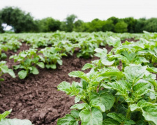 Секрет великої картоплі: які попередники роблять ґрунт ідеальним - фото з відкритих джерел