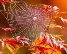 Бабине літо: міфи, традиції та теплі дні жовтня 2025 - фото з відкритих джерел