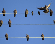 Секрет виживання птахів на електропроводах - фото з відкритих джерел
