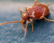фото з відкритих джерел