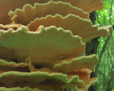 Гриб на смак як курка: секрети трутовика сірчано-жовтого - фото з відкритих джерел