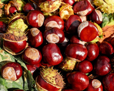 Каштан як талісман: стародавній оберіг і символ удачі - фото з відкритих джерел