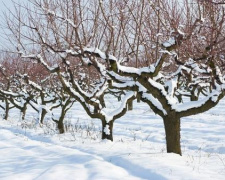 Як уберегти дерева від зневоднення взимку - фото з відкритих джерел