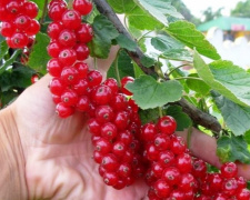 Чим корисна порічка та хто має обережно її вживати - фото з відкритих джерел