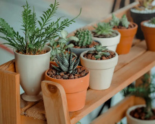 Рослини та доля: чому предки боялися дарувати вазони - фото з відкритих джерел