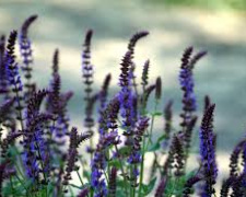 Шавлія проти цукру - фото з відкритих джерел