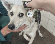 фото Центру поводження з тваринами