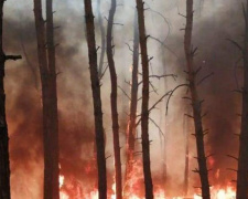 На Днепропетровщине горел лес: огонь охватил 5 гектаров земли (фото)