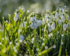 Весна набирає силу: в Україні встановиться суха та тепла погода - фото з відкритих джерел
