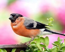 Снігурі поруч з нами: правда про «зимових гостей» - фото з відкритих джерел