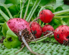 Редиска на підвіконні: секрети швидкого врожаю - фото з відкритих джерел