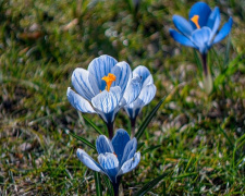 Весна з характером: прогноз погоди в Україні на найближчий тиждень - фото з відкритих джерел