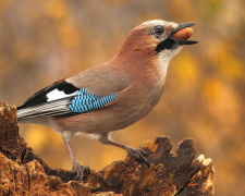 Чому сойки восени так метушаться - фото з відкритих джерел