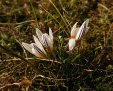 Фото з відкритих джерел