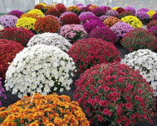 Помилки, через які хризантеми гинуть восени - фото з відкритих джерел