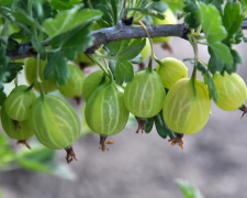 Як правильно підживлювати агрус після зими та після цвітіння - фото з відкритих джерел
