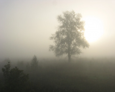 Туман навесні - фото ілюстративне з відкритих джерел