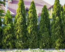 Народні прикмети про тую: чому її бояться садити біля оселі - фото з відкритих джерел