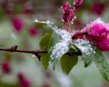 Весна з характером: дощі та похолодання на старті квітня - фото з відкритих джерел