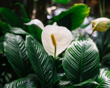 Кімнатна квітка, що приносить гармонію та спокій - фото з відкритих джерел