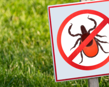 сезон кліщів, фото з відкритих джерел