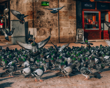 Фото з відкритих джерел
