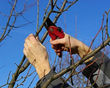 Які рослини обов’язково обрізати в грудні: поради садівників - фото з відкритих джерел