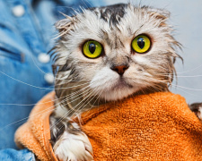 Чи потрібно мити кота - фото з відкритих джерел