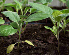 Баклажани на розсаду: коли сіяти і як підготувати ґрунт - фото з відкритих джерел