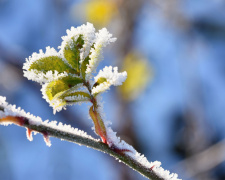 Як врятувати рослини від весняного морозу: поради експертів - фото з відкритих джерел