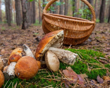 Як відрізнити їстівний гриб від отруйного - фото з відкритих джерел