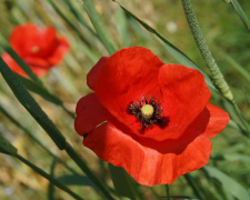 День пам'яті та перемоги над нацизмом у Другій світовій війні - фото з відкритих джерел