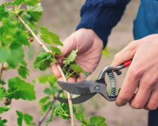 Виявилося, що рослини можуть “кричати” від стресу - фото з відкритих джерел
