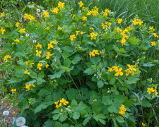 Бур’ян чи користь? Все про чистотіл на вашій ділянці - фото з відкритих джерел