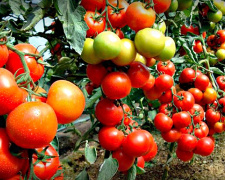 Томат і помідор: у чому справжня різниця - фото з відкритих джерел