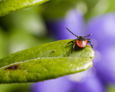 Весна, що кусається - фото з відкритих джерел