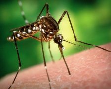 Комар інфікований, фото з відкритих джерел 