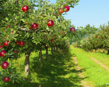 Сад на століття - фото з відкритих джерел